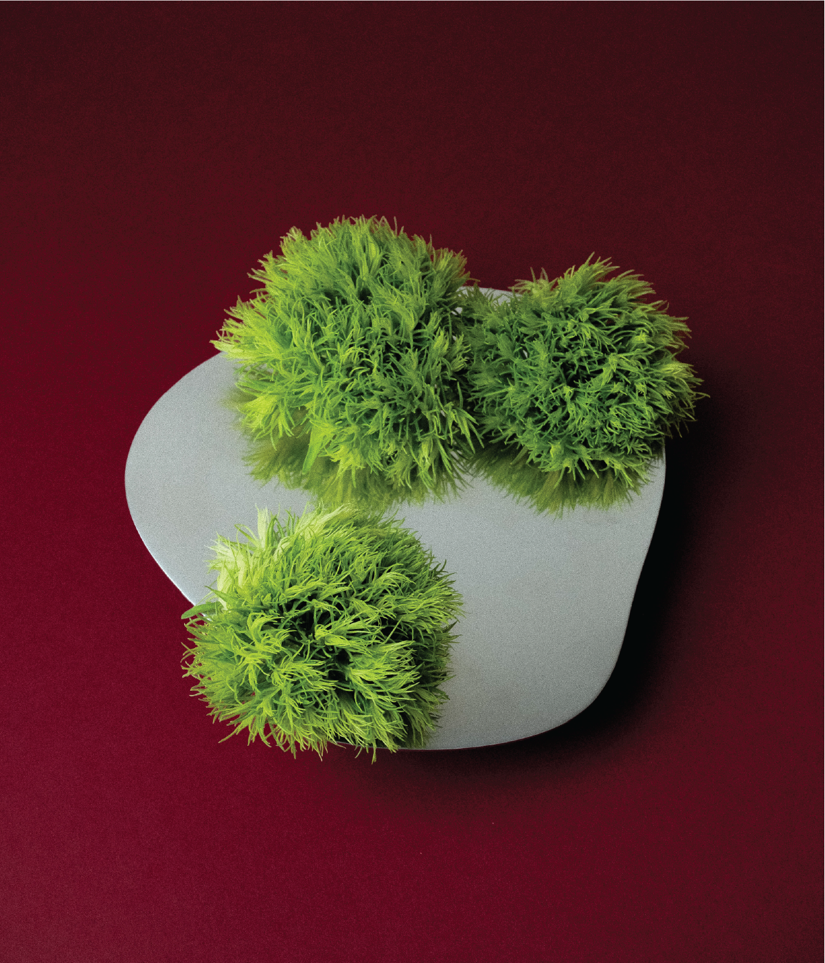 FLORERO POND - MEDIUM