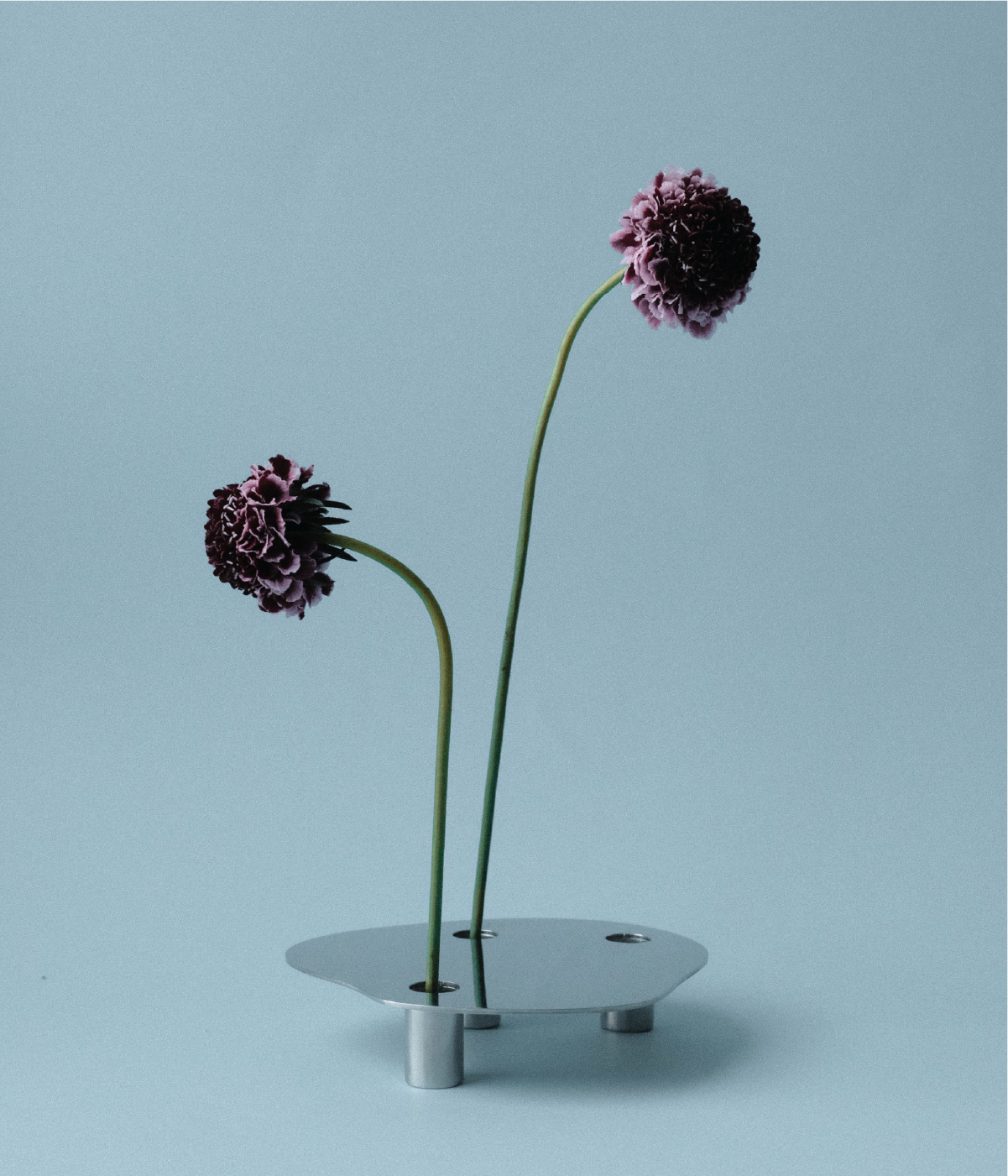 FLORERO POND - MEDIUM